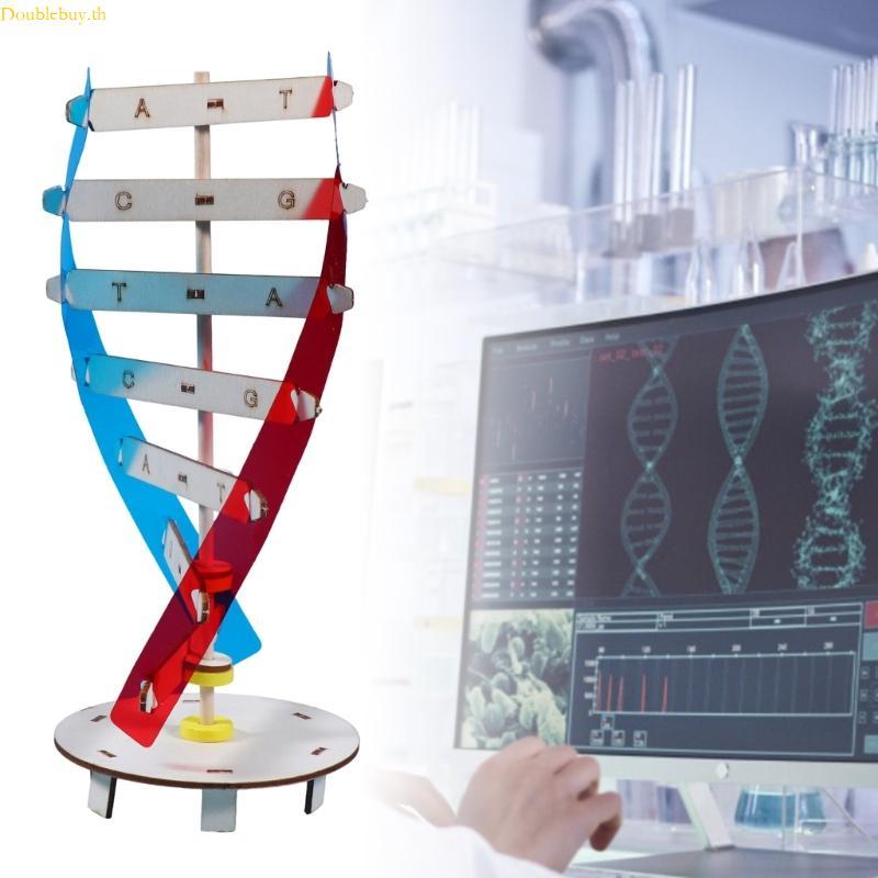 Doublebuy DNA Model Biological Science Teaching Aid Early Education Toy for DNA Assembling