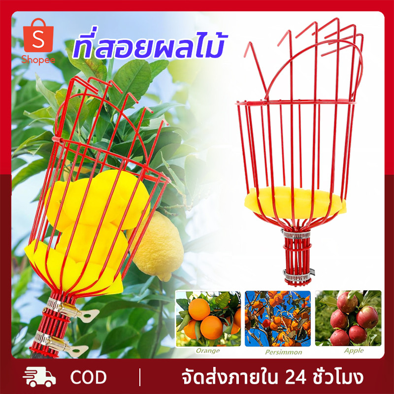 ที่สอยผลไม้ ที่สอยมะม่วง พร้อมฟองน้ำป้องกันผลไม้บอบช้ำ ตะกร้าไม้เก็บผลไม้แบบมืออาชีพสำหรับการเก็บเกี่ยวในสวนผลไม้และสวน