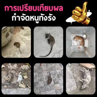 แห้งไม่มีกลิ่น.พึ่งใช้ใช้ใช้ขึ้นตลอดทั้งปีไม่มีผู้ป่วยของหนู.พิษกําจัดหนู, เหยื่อดับหนู, ไล่หนู, ยากําจัดแห้ง
