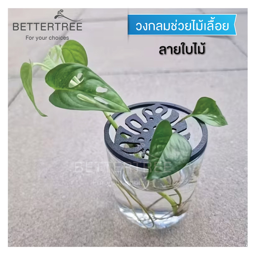 วงกลมช่วยไม้เลื้อย ลายใบไม้  ช่วยประคองกิ่งได้