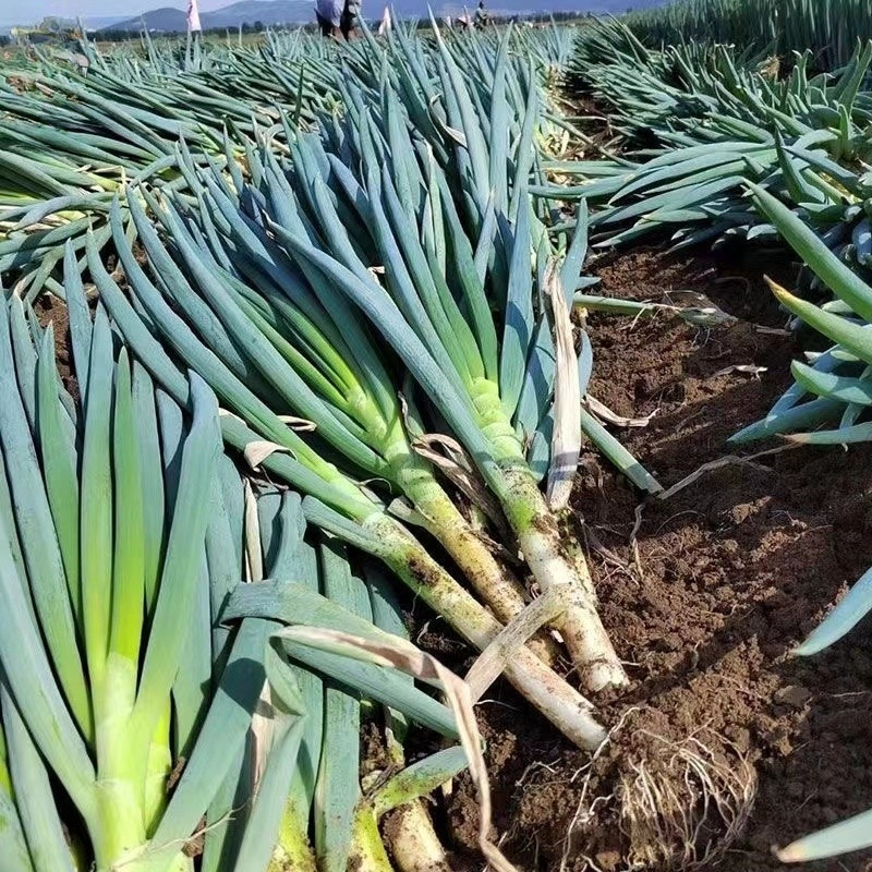 เมล็ดพันธุ์ ต้นหอมญี่ปุ่น Giant Green Onion Seed - เมล็ดพันธุ์ ต้นหอม บรรจุ 300 เมล็ด คุณภาพดี ราคาถูก ของแท้