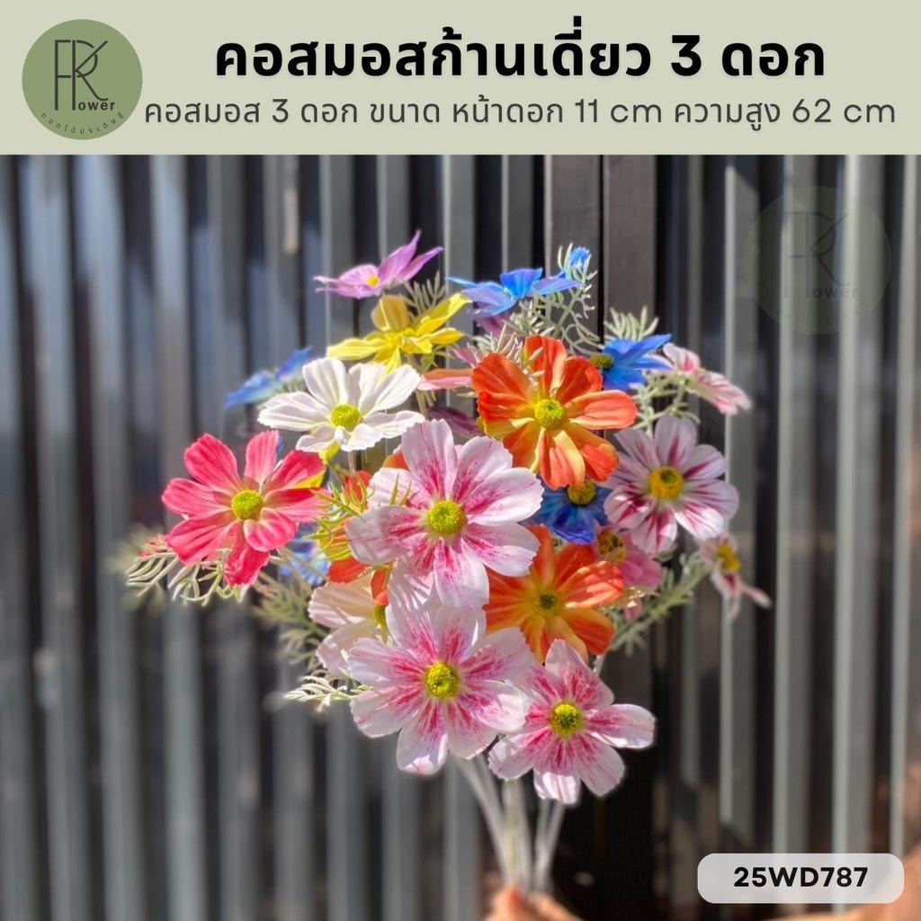 คอสมอสก้านเดี่ยว 3 ดอก ขนาด หน้าดอก 11 cm. ความสูง 62 cm.