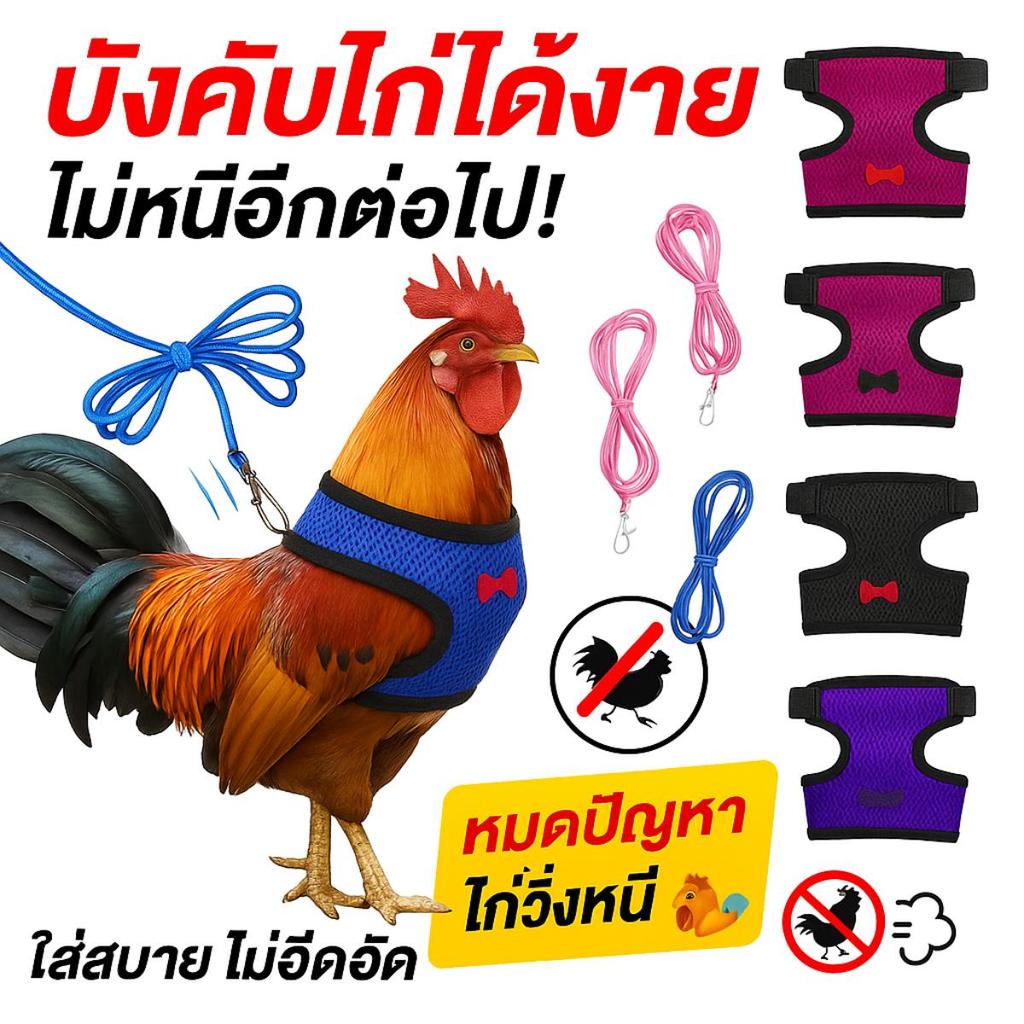 สายรัดไก่ ปรับได้ พร้อมสายจูง เชือกจูง เหมาะสำหรับไก่ชน เป็ด สุนัข แมว