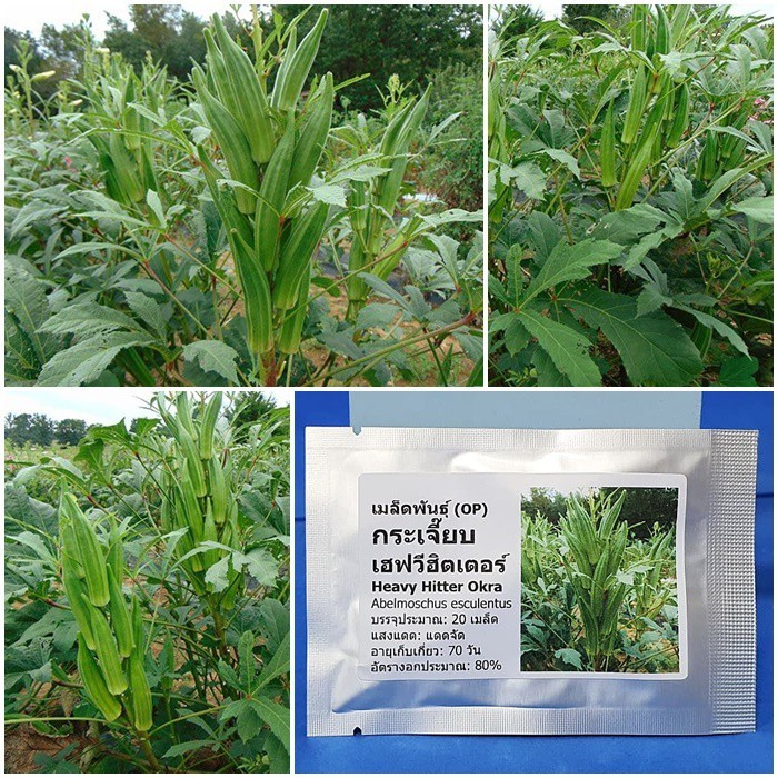 เมล็ดพันธุ์ กระเจี๊ยบ เฮฟวีฮิตเตอร์ (Heavy Hitter Okra Seed) บรรจุ 20 เมล็ด คุณภาพดี ราคาถูก ของแท้ 