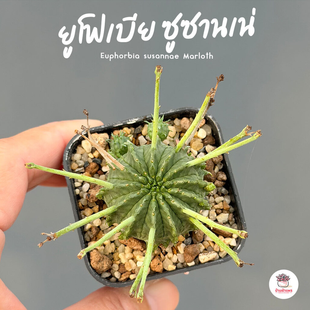 ยูโฟเบีย ซูซานเน่ Euphorbia susannae Marloth แคคตัส กระบองเพชร cactus&succulent