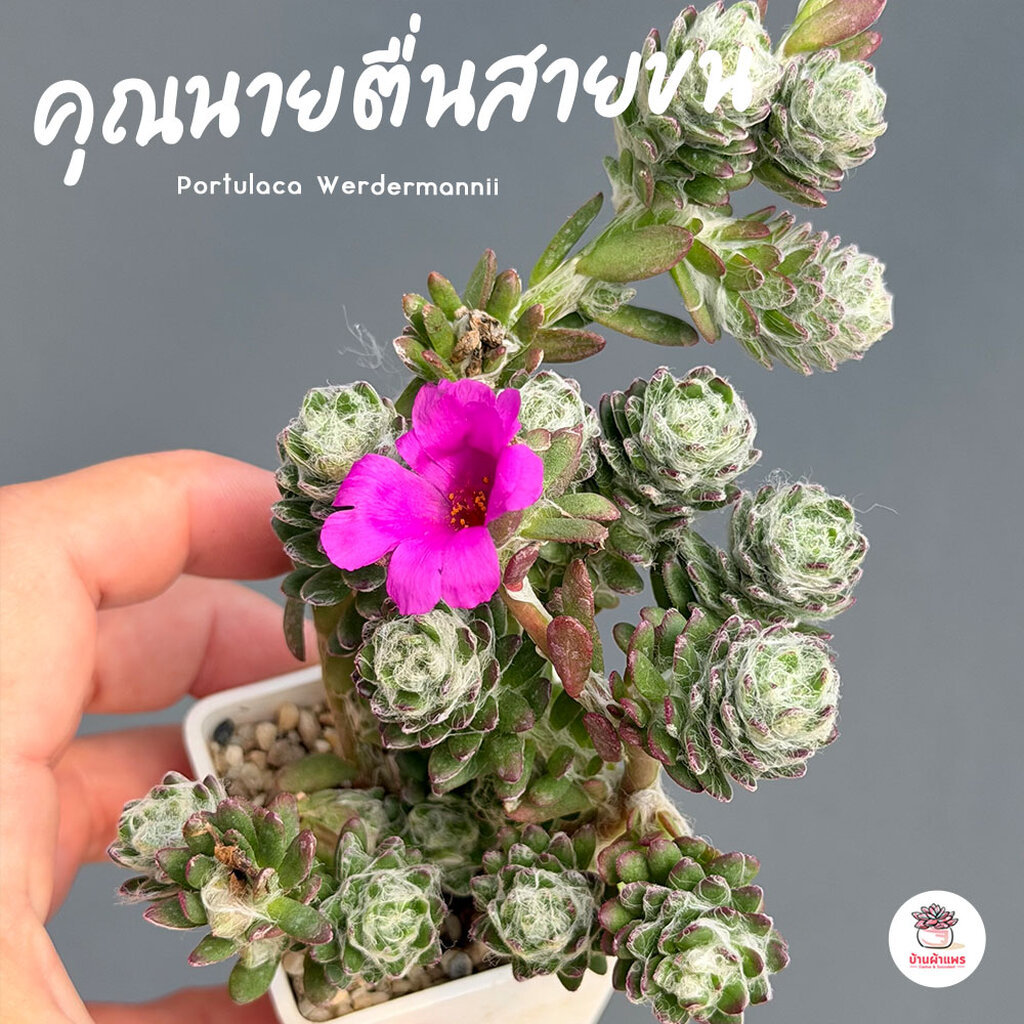 คุณนายตื่นสายขน Portulaca Werdermannii ไม้อวบน้ำ กุหลาบหิน แคคตัส กระบองเพชร cactus&succulent