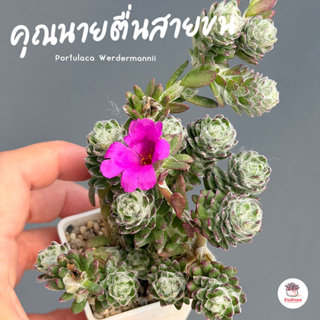 คุณนายตื่นสายขน Portulaca Werdermannii ไม้อวบน้ำ กุหลาบหิน แ…