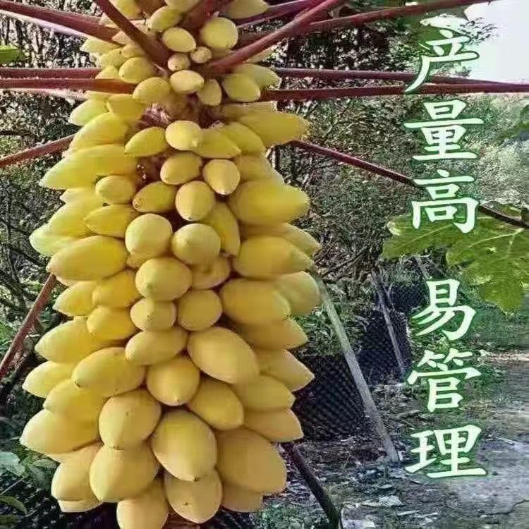 现货奶油木瓜种子薄皮冰糖心牛奶木瓜籽阳台庭院盆栽四季水果种子大全Creamy papaya seeds, thin-skinned, with an ice-sugar heart; milk-fla