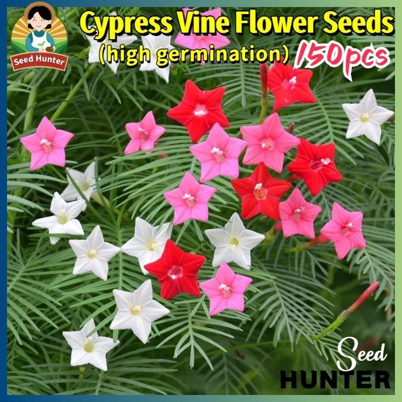เมล็ดพันธุ์ เถาไซเปรส ดาวนายร้อย คละสี 150 เมล็ด Mixed Ipomoea Quamoclit Pennata Cypress Vine Flower Seed เมล็ดดอกไม้