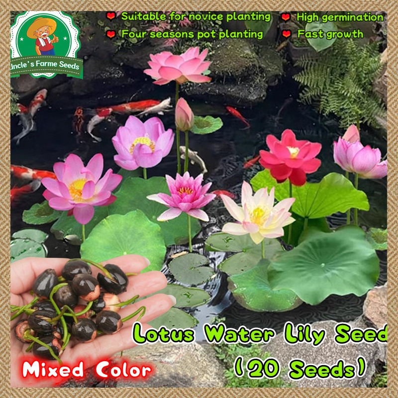 20 เมล็ด สีผสม เมล็ดพันธุ์ ดอกบัวน้ำ บัวจิ๋วญี่ปุ่น เมล็ดดอกบัวน้ำ Lotus Water Lily Plant Seeds ปลูกง่าย โตไว คุณภาพดี