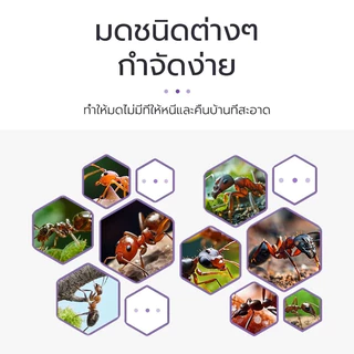 Antiant เจลกำจัดมด แอนติแอนท์ เหยื่อกำจัดมด เจลล่อมด หยดเดียวตายยกรัง 50g/30g เพิ่มปริมานขึ้น