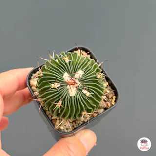 คลื่นสมอง Echinofossulocactus Multicostatus แคคตัส กระบองเพชร cactus&succulent