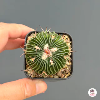 คลื่นสมอง Echinofossulocactus Multicostatus แคคตัส กระบองเพชร cactus&succulent