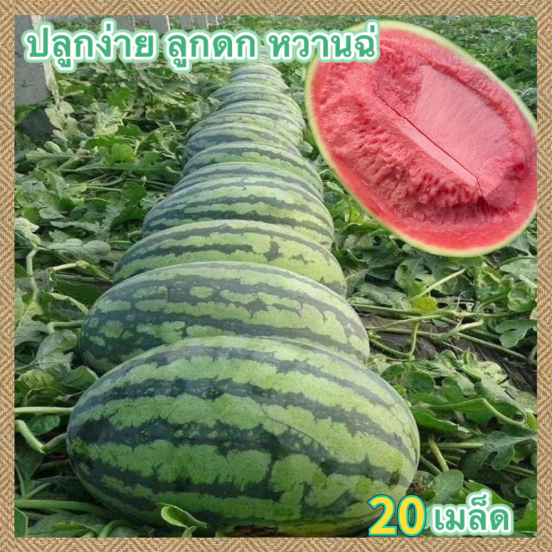 แตงโมถูกที่สุดดพันธุ์แตงโม 20เมล็ด เมล็ดปลูกง่ายลูกดกหวานฉ่ำ งอกง่าย ปลูกง่าย โตไว คุณภาพดี(watermelon seeds)