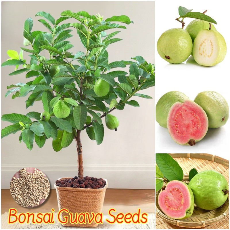 ปลูกง่าย เมล็ดสด100% เมล็ดพันธุ์ ฝรั่ง บรรจุ 50เมล็ด Bonsai Guava Seeds Fruit Seeds for Planting ปลูกง่าย อัต