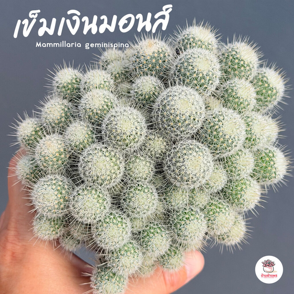 เข็มเงินมอนส์ #ฟอร์มกอ Mammillaria geminispina แคคตัส กระบองเพชร cactus&succulent
