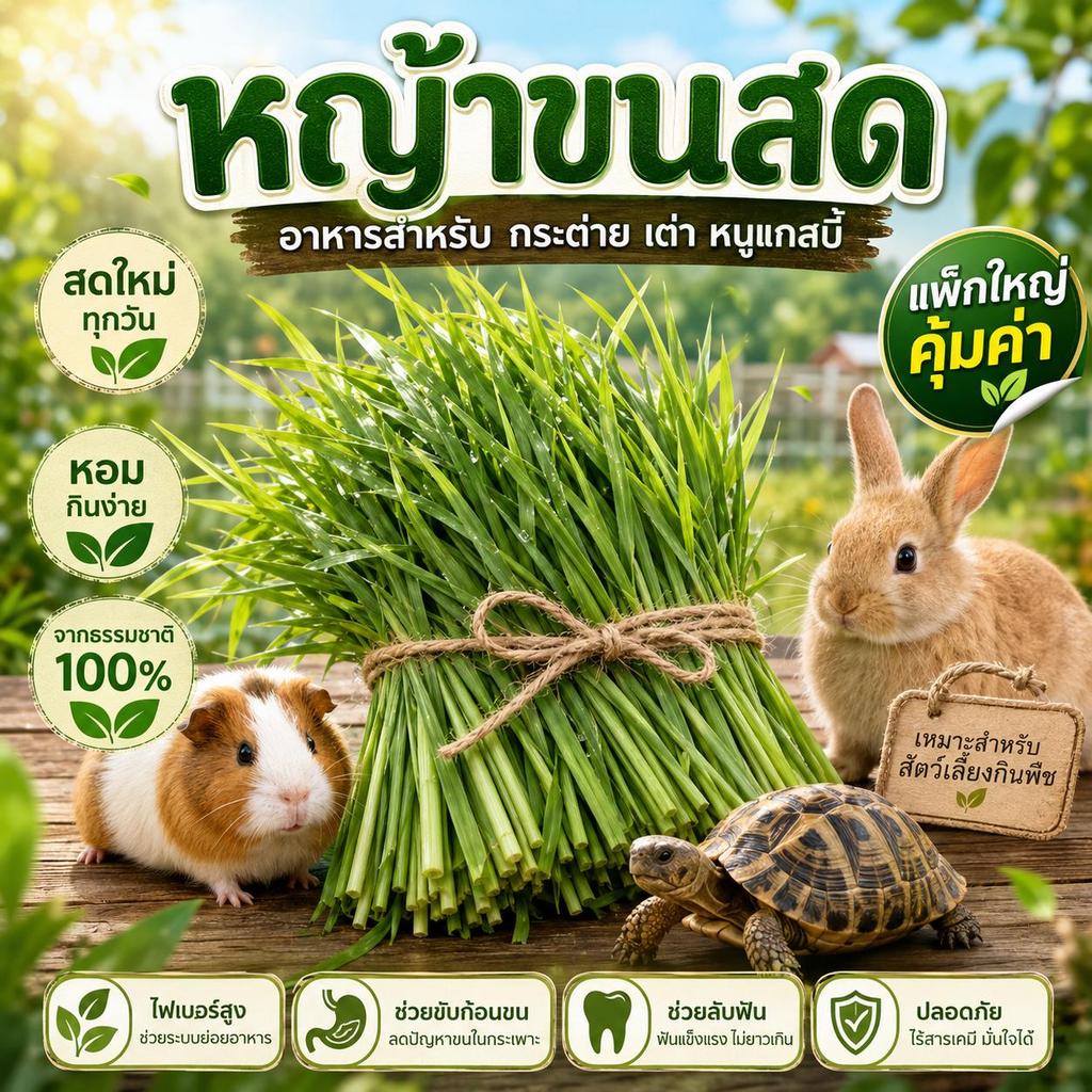 หญ้าขนสด 500g-1000 กรัม สำหรับกระต่าย เต่า หนูแกสบี้ ออแกร์นิค ปลอดสารเคมี สะอาด ตัดเช้า ส่งบ่าย เน่าเหลืองเคลมร้านให้