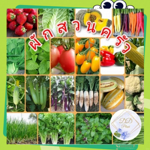 เมล็ดพันธุ์​ผักสวนครัว คะน้า​ ผักบุ้ง แครอท ผักเคล ผักชี มะเขือ หัวไชเท้า กวางตุ้ง พันธุ์ลูกผสม ให้ผลดก ติดง่าย สวนครัว