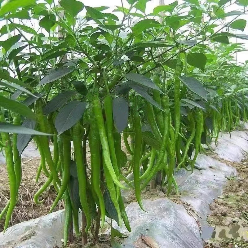 100เมล็ด/ซอง Green Long Chilli Seeds Organic Vegetable Seed Live Plants เมล็ดพริกยาว เมล็ดพริกยาว เมล็ดพันธุ์