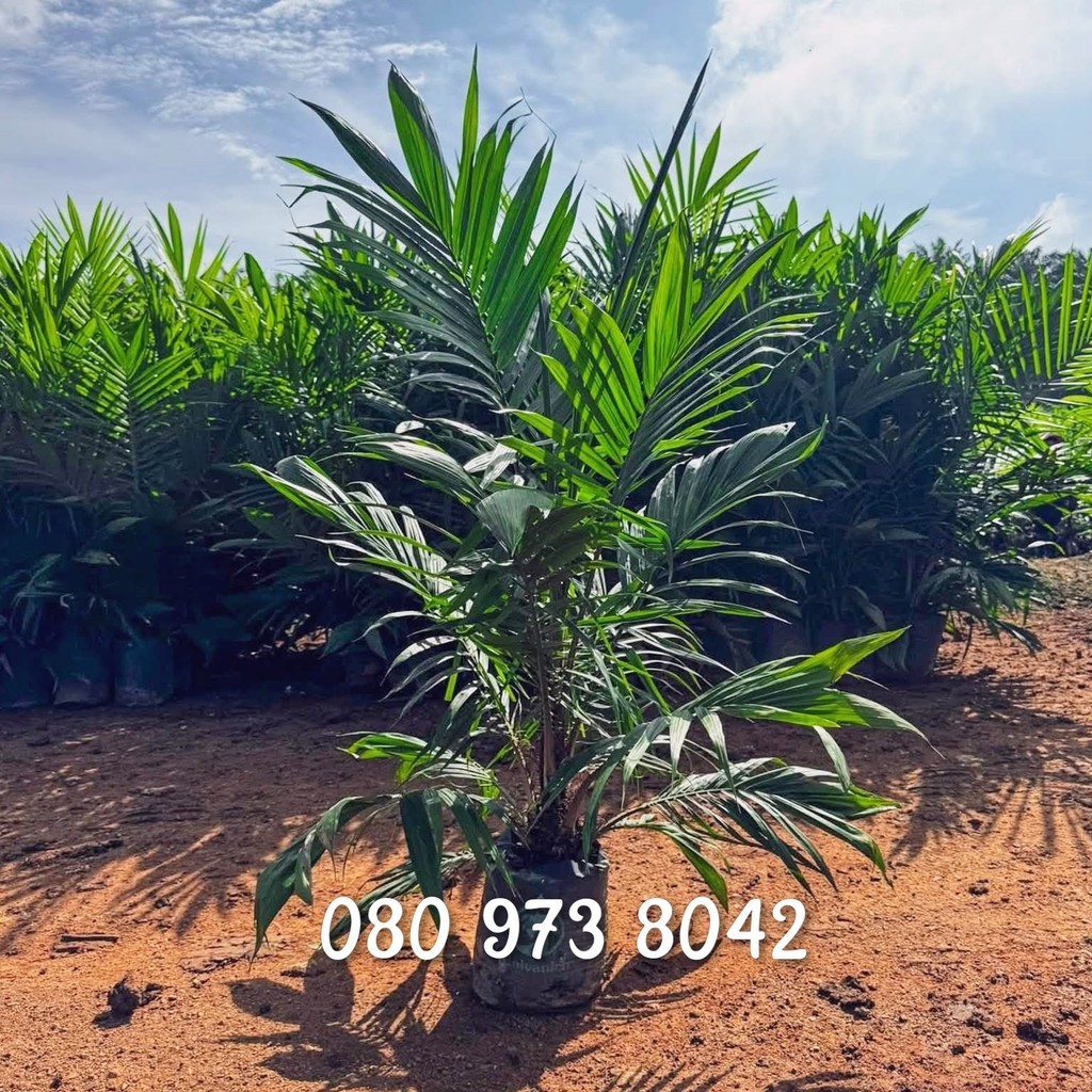 พันธุ์ปาล์ม ยังกัมบิ ML161 ,กล้าปาล์มแท้100%, (Yangumbi ML161) รุ่น 12เดือน  โทร 080 9738042