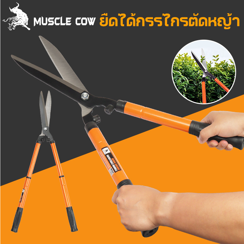 MUSCLE COW กรรไกรตัดหญ้า สามารถยืดได้หดได้ ด้ามเหล็กหุ้มพลาสติก เหมาะสำหรับตัดกิ่งที่สูง กรรไกรตัดกิ่ง กรรไกรตัดต้นไม้