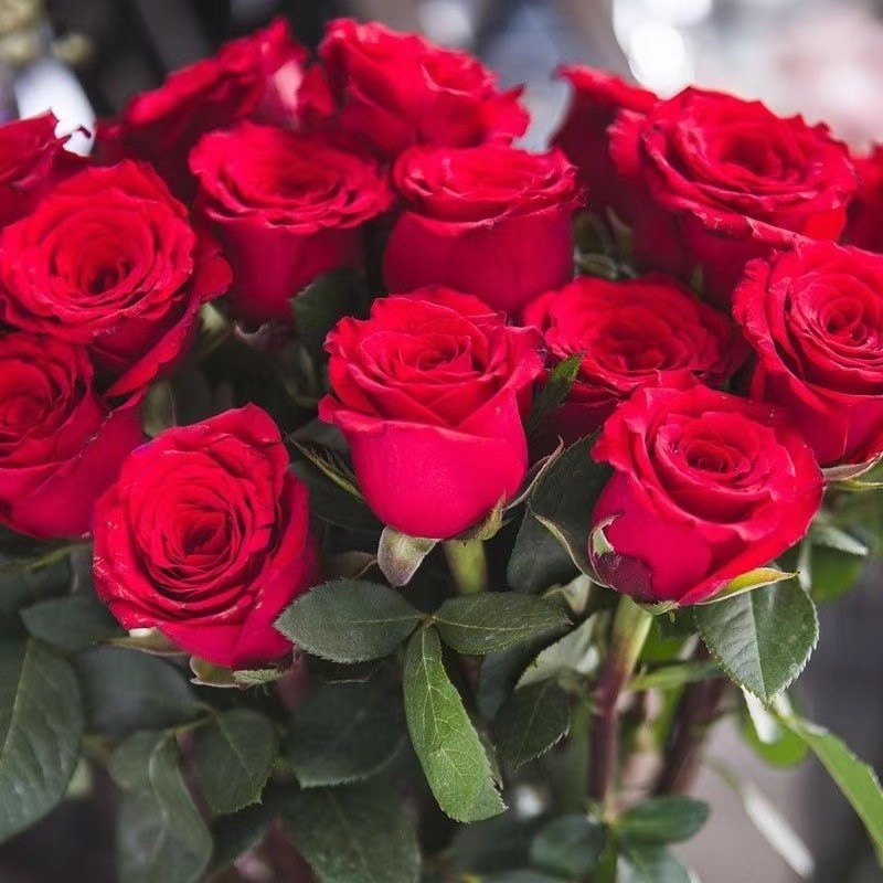 100PCS/PACK Red Rose Seeds for Planting - Gardening Bonsai Fragrant Red Rose Flower Seeds