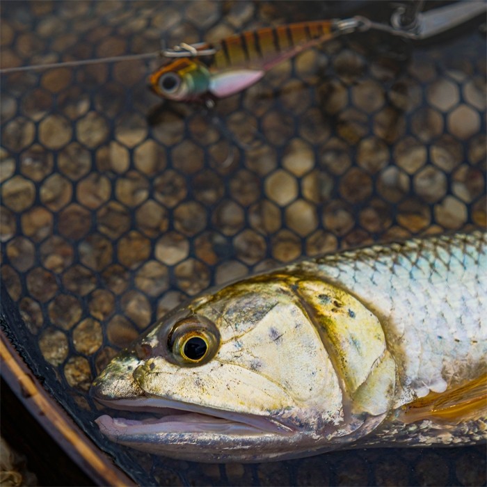 รูปภาพ 4