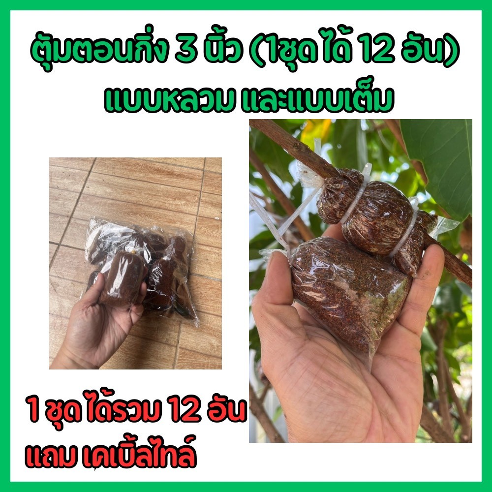ตุ้มตอนกิ่งขนาด 3 นิ้ว ยกแพค (1แพค ได้10 แถม 2) มีแบบเต็มหมักน้ำยากำจัดเชื้อราและน้ำยาเร่งราก มีเคเบิ้ลไทร์แถม
