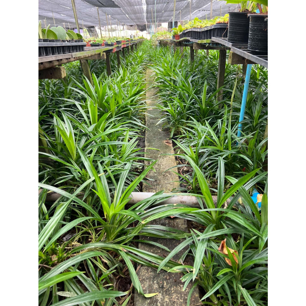 มุมมอง 3