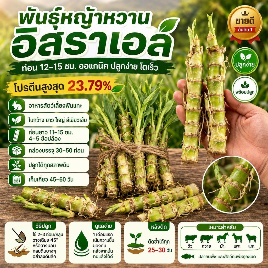 พันธุ์หญ้าหวานอิสราเอล ท่อน 12-15 ซม. ออแกนิค ปลูกง่าย โตเร็ว เป็นอาหารสัตว์เลี้ยงฟันแทะ
