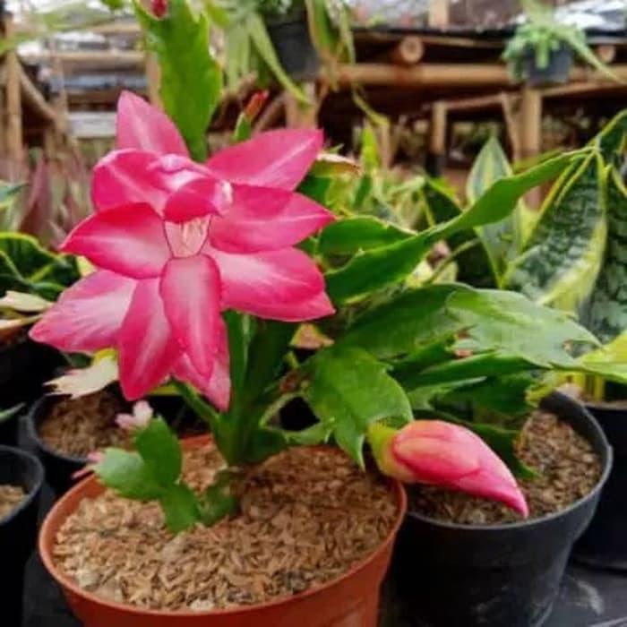 กระบองเพชรฉ่ํา / wijaya kusuma / ปักกิ่ง