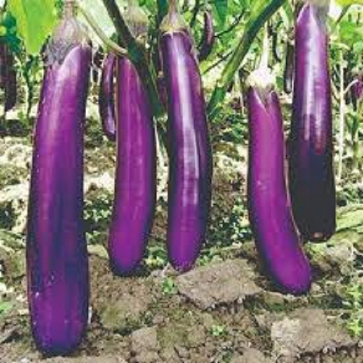 LONG EGGPLANT SEEDS (100 SEEDS) LONG PURPLE VARIETY/HYBRID/EASY TO PLANT EGGPLANT LONG PURPLE  SEEDS