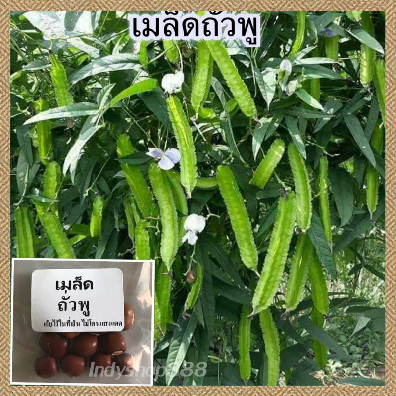 เมล็ดพันธุ์ ถั่วพู ถั่วเหลี่ยมเขียว 5 เมล็ด งอกง่าย ปลูกง่าย โตไว คุณภาพดี(WINGED BEAN)