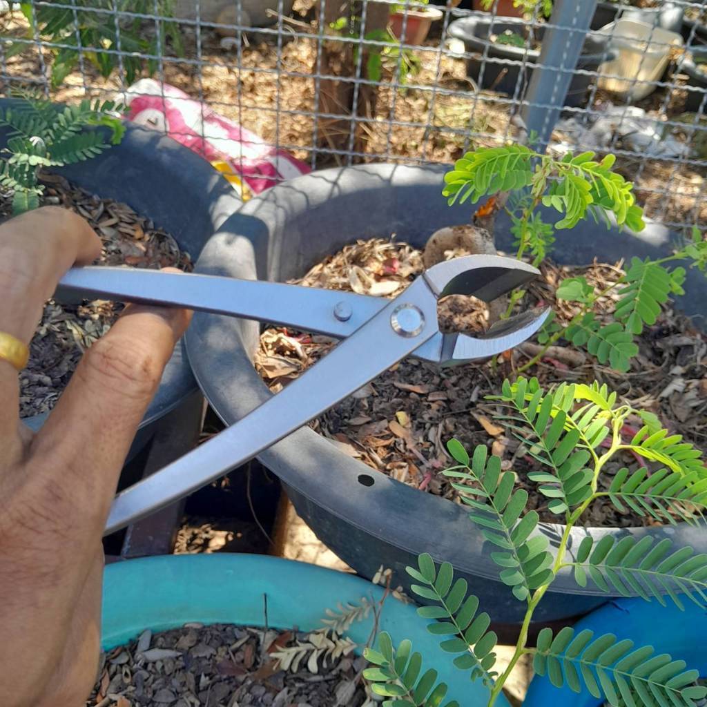 และไม่ต้องตัดสแตนเลสขนาด 210 มม. การทำสวนบอนไซ - รูปที่ 2