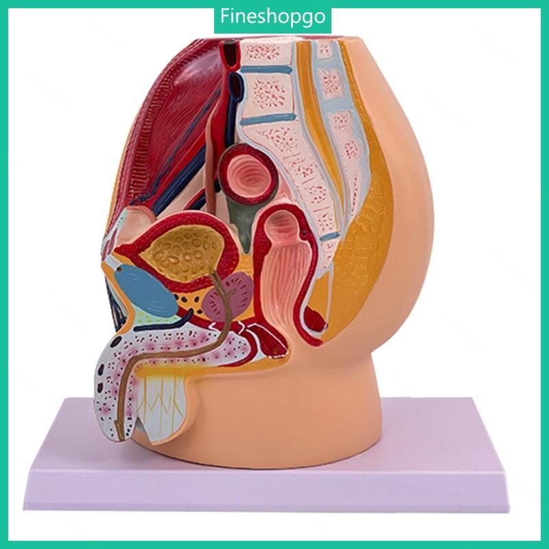 Fine Anatomical Male Pelvis Cavity Model แบบจําลองอวัยวะสืบพันธุ์ชายที่สมจริง