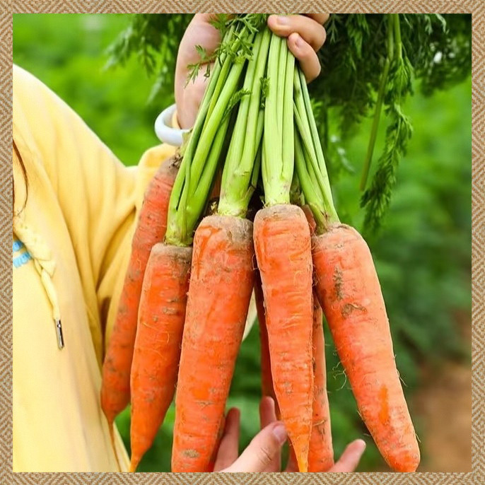เมล็ดแครอท 1000 เมล็ด  Carrot เมล็ดปลูกง่ายขึ้นไว ทานสดหวานกรอบอร่อย งอกง่าย ปลูกง่าย โตไว คุณภาพดี