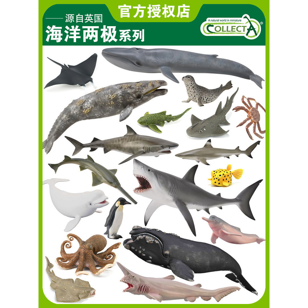 อังกฤษ CollitA Me You He จําลองสัตว์ทะเลของเล่น Shark Whale North Pole Cognitive Collection PW5M