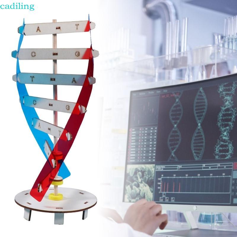 Cadiling DNA Model Kits โครงสร้างเกลียวคู่ DNA รุ่น Biological วิทยาศาสตร์ช่วยสอน