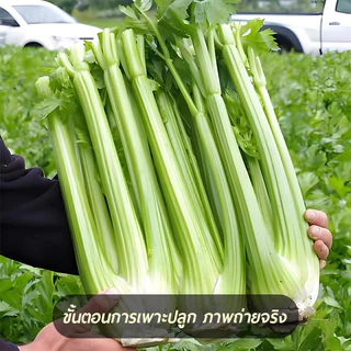 คื่นช่ายยักษ์🎯เมล็ดพันธุ์คื่นช่ายยักษ์3000 เมล็ด 🍀นำเข้าจากต่างประเทศ🌿ก้านอวบ🎈เนื้อหนา กรอบอร่อย