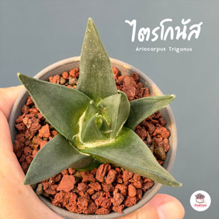 อริโอ ไตรโกนัส Ariocarpus Trigonus แคคตัส กระบองเพชร cactus&…