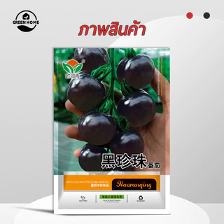มะเขือเทศเชอรี่ สีดำ🎯100 ชิ้น เมล็ดพันธุ์มะเขือเทศเชอรี่ สีดำ 🎈งอกง่าย🌱โตไว☘️ลูดดก🌱สวย แปลก