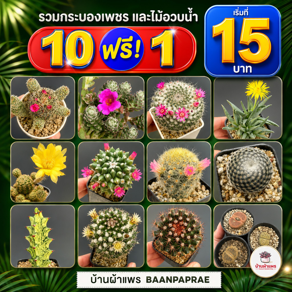 รวมกระบองเพชรและไม้อวบน้ำ หลายสายพันธุ์ ส่งทั้งกระถาง กุหลาบหิน cactus&succulent
