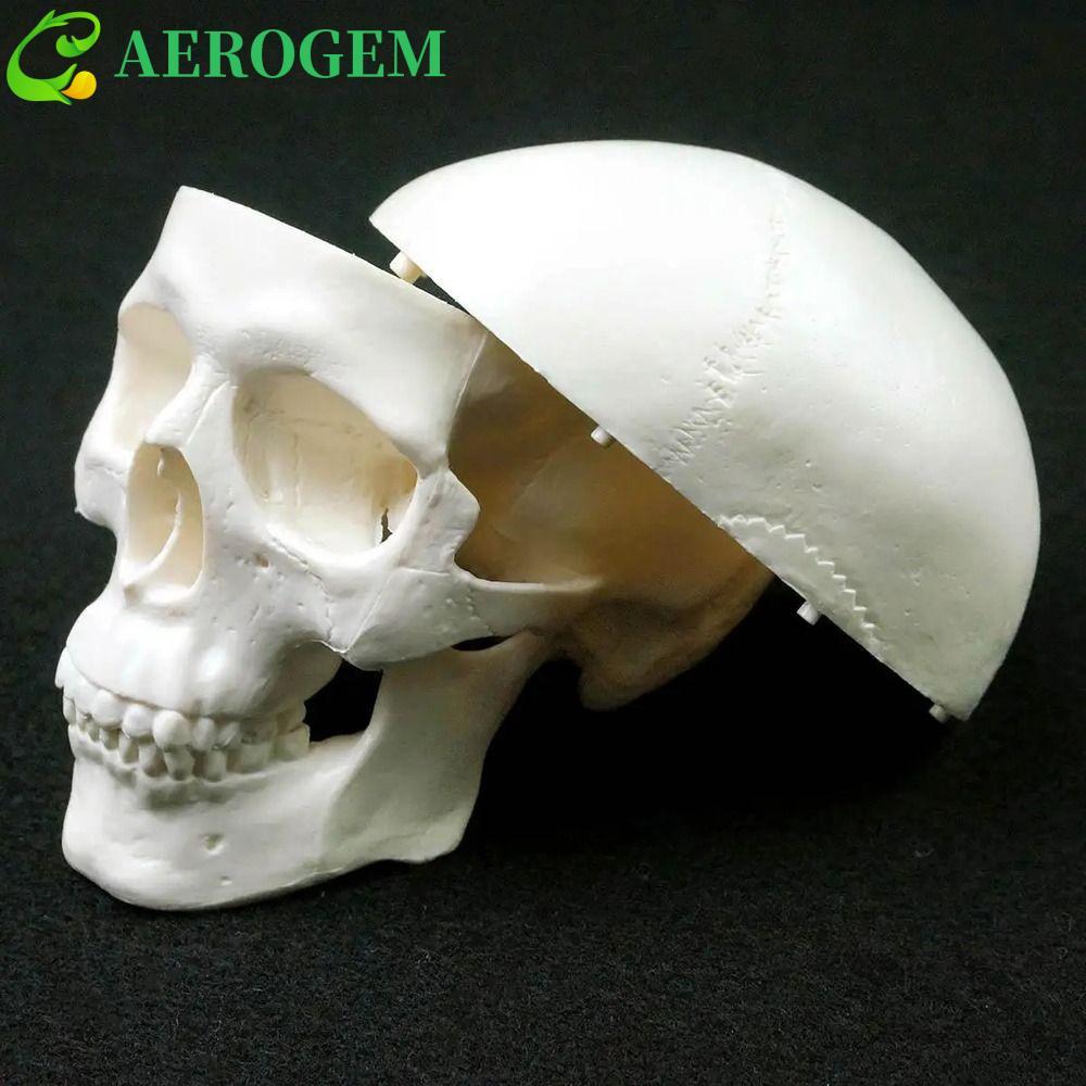 AEROGEM Skull Model, โมเดลหัวมนุษย์สะดวกแบบถอดได้, 92x99x71mm Skull Cap Studying Resinกายวิภาคหัว Sk