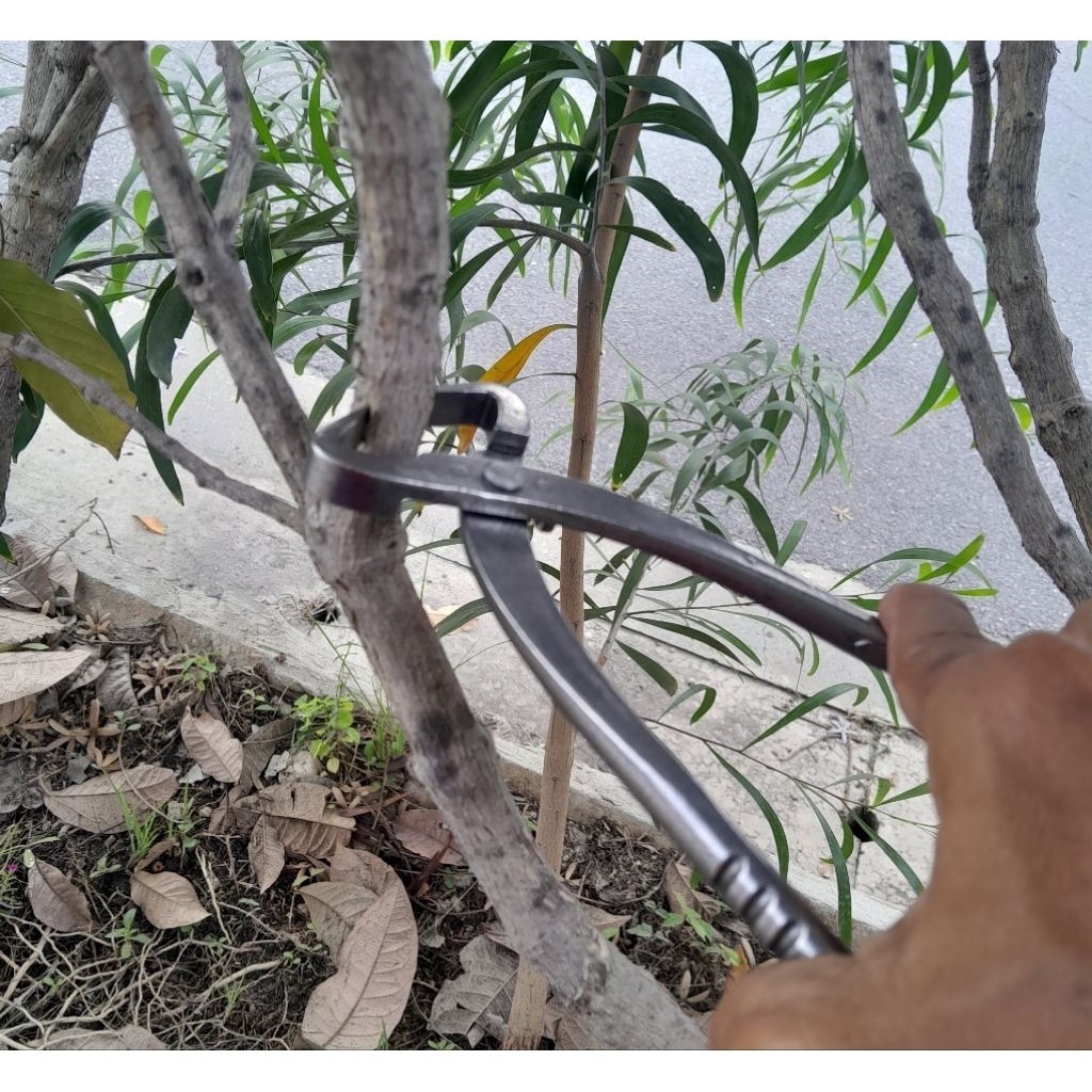 และไม่ต้องตัดสแตนเลสขนาด 210 มม. การทำสวนบอนไซ - รูปที่ 7