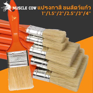 MUSCLE COW (ยกกล่อง 12 ชิ้น) แปรงทาวานิช แปรงทายูรีเทน แปรงขนอ่อน ขนาด 1 / 1.5 / 2 / 2.5 / 3 / 4 นิ้ว
