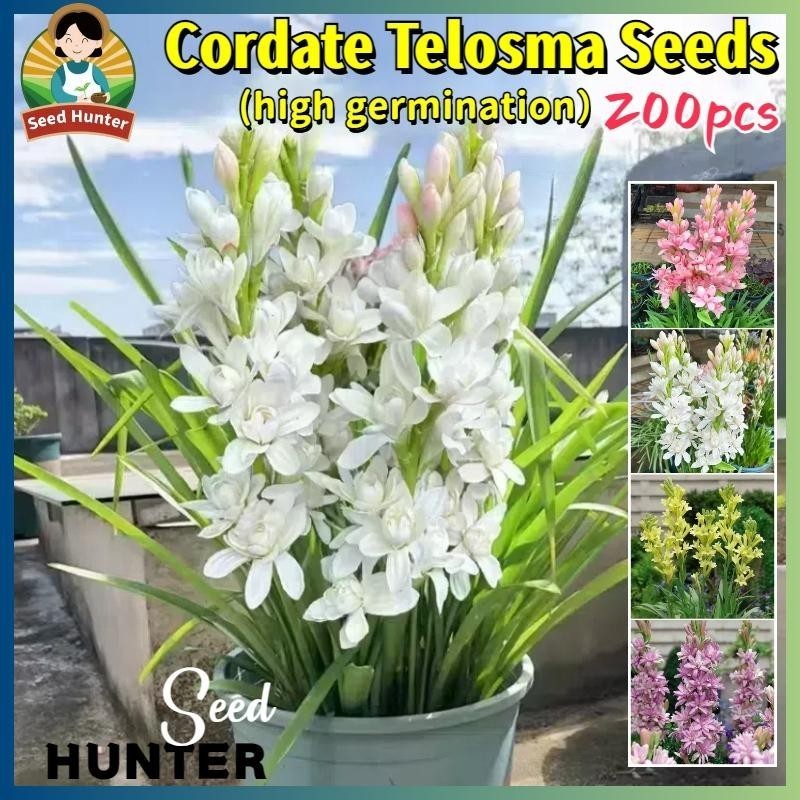 เมล็ดพันธุ์ ซ่อนกลิ่น ดอกไม้หอม 200เมล็ด Cordate Telosma Tuberose Flower Seed เมล็ดดอกไม้ ไม้ประดับ ดอกไม้ปลูกสวยๆ