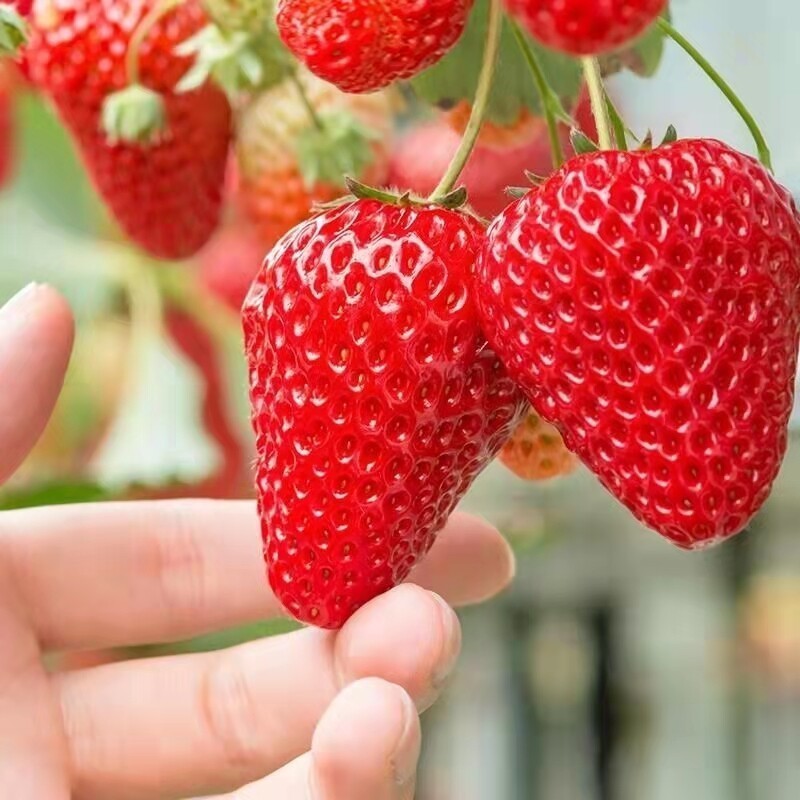 Giant Strawberry Seeds for Planting (1500pcs/bag ) Organic Fruit Seeds Strawberry Fruit Plants Seed Berries