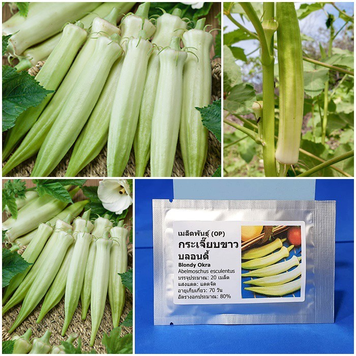 เมล็ดพันธุ์ กระเจี๊ยบขาว บลอนดี้ Blondy Okra Seed บรรจุ 20 เมล็ด คุณภาพดี ของแท้ 100%