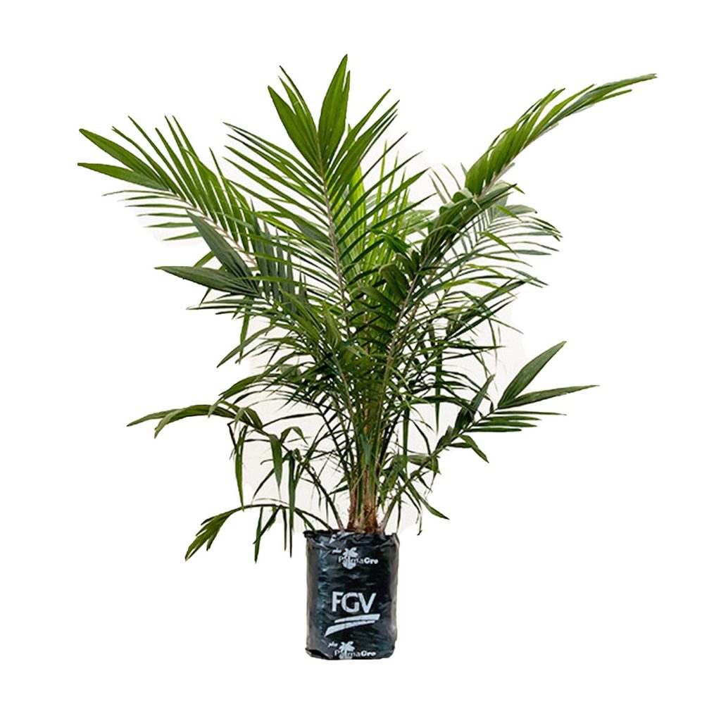 กล้าปาล์ม, ยังกัมบิML161 แท้100% (รุ่น 8 เดือน)  080