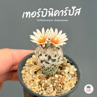 เทอร์บินิคาร์ปัส Turbinicarpus dickisoniae แคคตัส กระบองเพชร…